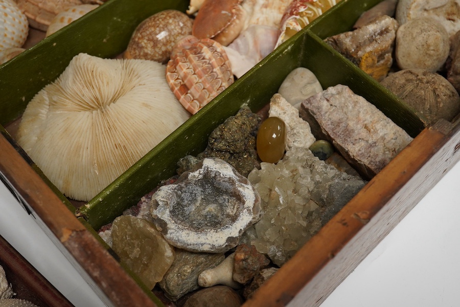 A rare 19th century mariner's box of shells, the mahogany box with cross banding and marquetry lid in the form of a compass, containing a collection of shells and mineral samples on two layers, with lift out tray, dimens